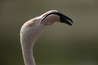 Greater flamingo (Phoenicopterus roseus) adult bird head portrait, England, United Kingdom