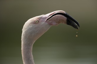 Greater flamingo (Phoenicopterus roseus) adult bird head portrait, England, United Kingdom