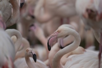 Greater flamingo (Phoenicopterus roseus) adult bird amongst a flock of birds, England, United