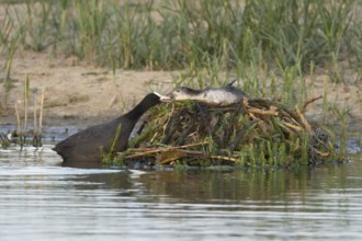 Eurasian coot (Fulica atra) adult parent bird feeding a juvenile baby bird on a nest on a lake,