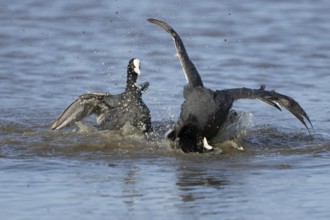 Eurasian coot (Fulica atra) three adult birds fighting on a lake, England, United Kingdom