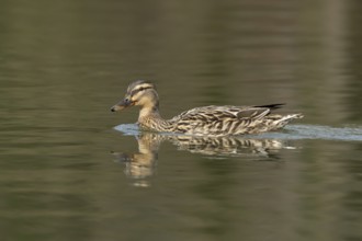 Mallard duck (Anas platyrhynchos) adult female bird on a lake, England, United Kingdom