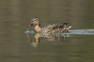 Mallard duck (Anas platyrhynchos) adult female bird on a lake, England, United Kingdom