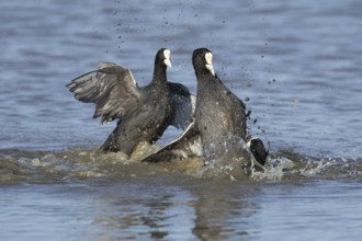 Eurasian coot (Fulica atra) three adult birds fighting on a lake, England, United Kingdom