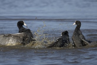 Eurasian coot (Fulica atra) three adult birds fighting on a lake, England, United Kingdom