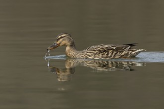 Mallard duck (Anas platyrhynchos) adult female bird on a lake, England, United Kingdom