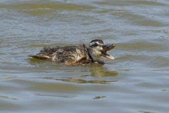 Mallard duck (Anas platyrhynchos) juvenile baby duckling bird quacking on a lake, England, United