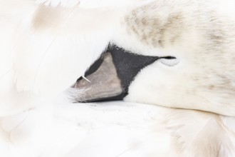 Mute swan (Cygnus olor) juvenile bird sleeping, England, United Kingdom