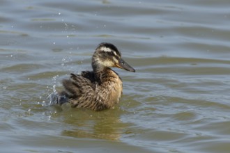 Mallard duck (Anas platyrhynchos) juvenile baby duckling bird bathing on a lake, England, United