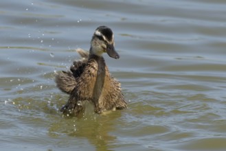 Mallard duck (Anas platyrhynchos) juvenile baby duckling bird bathing on a lake, England, United