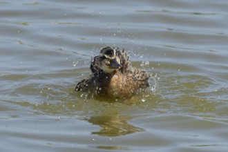 Mallard duck (Anas platyrhynchos) juvenile baby duckling bird bathing on a lake, England, United