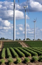 Field with carrot, in long rows, wind farm near Titz, North Rhine-Westphalia, Germany