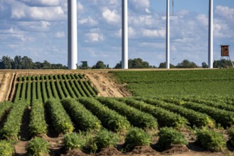 Field with carrot, in long rows, wind farm near Titz, North Rhine-Westphalia, Germany