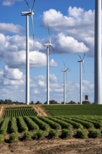 Field with carrot, in long rows, wind farm near Titz, North Rhine-Westphalia, Germany