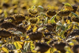 Field with sunflowers, dried up, the vegetative phase of the plants is over, the sunflower seeds