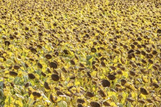 Field with sunflowers, dried up, the vegetative phase of the plants is over, the sunflower seeds