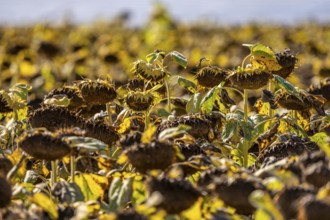 Field with sunflowers, dried up, the vegetative phase of the plants is over, the sunflower seeds