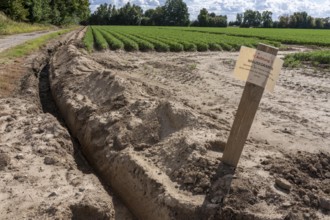 Field with carrots, surrounded by a mouse ditch that is so deep and wide that mice cannot get into