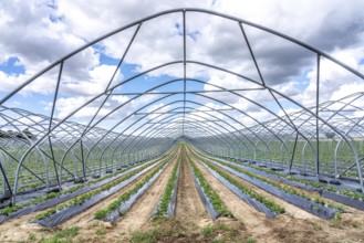 Strawberry cultivation, greenhouse without foil, after harvest, end of season, strawberry plants