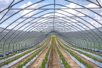 Strawberry cultivation, greenhouse without foil, after harvest, end of season, strawberry plants