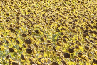 Field with sunflowers, dried up, the vegetative phase of the plants is over, the sunflower seeds