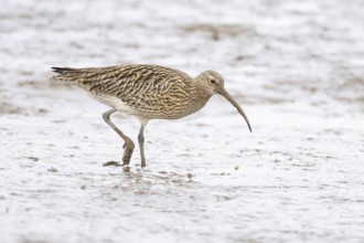 Eurasian curlew (Numenius arquata) adult wader bird on a mudflat, England, United Kingdom