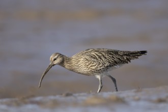 Eurasian curlew (Numenius arquata) adult wader bird on a mudflat, England, United Kingdom