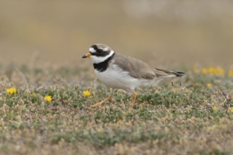Ringed plover (Charadrius hiaticula) adult wader bird on coastal dunes, England, United Kingdom