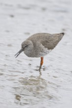 Common redshank (Tringa totanus) adult wader bird feeding on a mudflat, England, United Kingdom