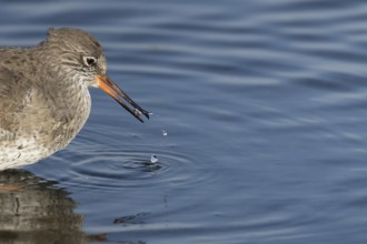 Common redshank (Tringa totanus) adult wader bird feeding in a shallow lagoon, England, United