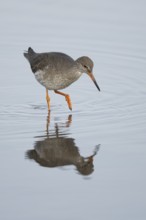 Common redshank (Tringa totanus) adult wader bird in a shallow lagoon, England, United Kingdom