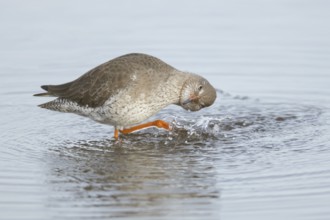 Common redshank (Tringa totanus) adult wader bird bathing in a shallow lagoon, England, United