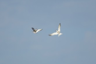 Common tern (Sterna hirundo) two adult birds hovering in flight, England, United Kingdom