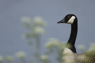 Canada goose (Branta canadensis) adult bird amongst white flowers, England, United Kingdom