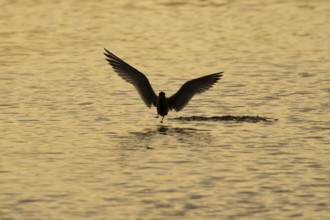 Common tern (Sterna hirundo) adult bird in flight taking off from a lagoon at sunset, England,