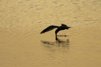 Common tern (Sterna hirundo) adult bird in flight drinking water from a lagoon at sunset, England,