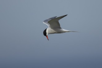 Common tern (Sterna hirundo) adult bird hovering in flight, England, United Kingdom