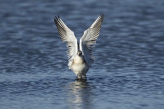 Black headed gull (Chroicocephalus ridibundus) juvenile bird taking off in flight from a lagoon,
