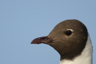 Black headed gull (Chroicocephalus ridibundus) adult bird head portrait, England, United Kingdom
