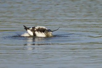 Pied avocet (Recurvirostra avosetta) adult bird bathing in a lagoon, England, United Kingdom