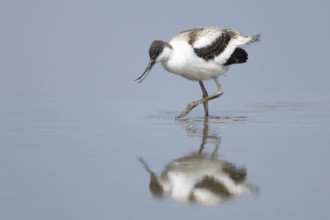 Pied avocet (Recurvirostra avosetta) adult wader bird walking in a shallow lagoon, England, United