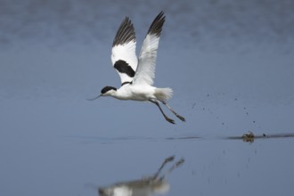 Pied avocet (Recurvirostra avosetta) adult wader bird taking off in flight from a shallow lagoon,