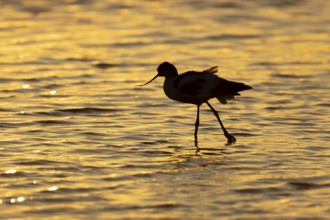 Pied avocet (Recurvirostra avosetta) silhouette of an adult wader bird in a shallow lagoon at