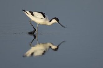 Pied avocet (Recurvirostra avosetta) adult wader bird feeding in a shallow lagoon, England, United