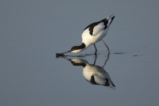 Pied avocet (Recurvirostra avosetta) adult wader bird feeding in a shallow lagoon, England, United