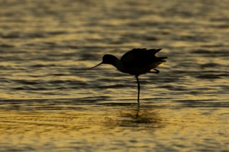 Pied avocet (Recurvirostra avosetta) silhouette of an adult wader bird in a shallow lagoon at