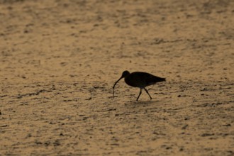 Eurasian curlew (Numenius arquata) silhouette of an adult wader bird feeding on a lugworm on a
