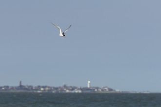 Common tern (Sterna hirundo) adult bird in flight over the sea with the town of Southwold in the