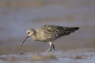Eurasian curlew (Numenius arquata) adult wader bird on a mudflat, England, United Kingdom