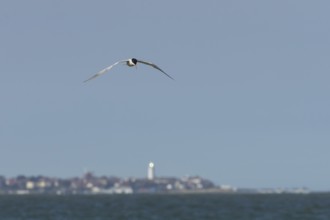 Common tern (Sterna hirundo) adult bird in flight over the sea with the town of Southwold in the